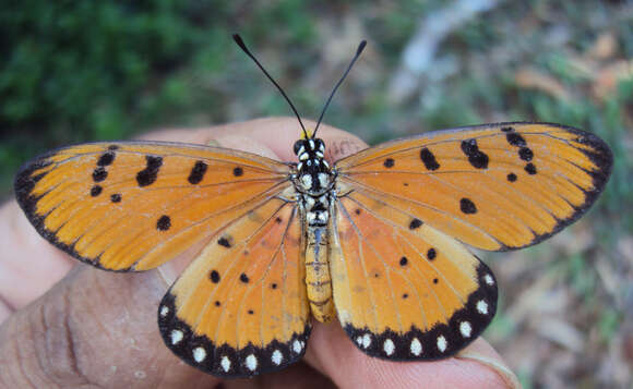 Image of Acraea terpsicore