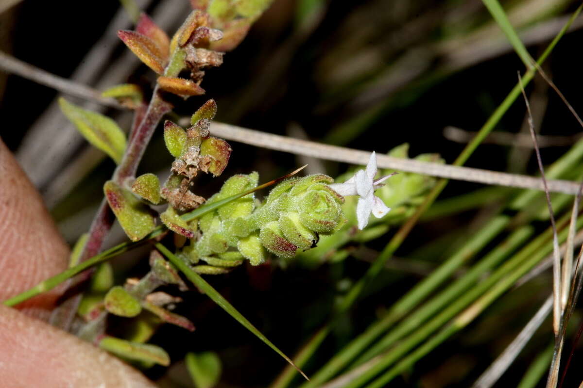 Aeollanthus buchnerianus Briq. resmi