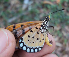 Image of Acraea terpsicore