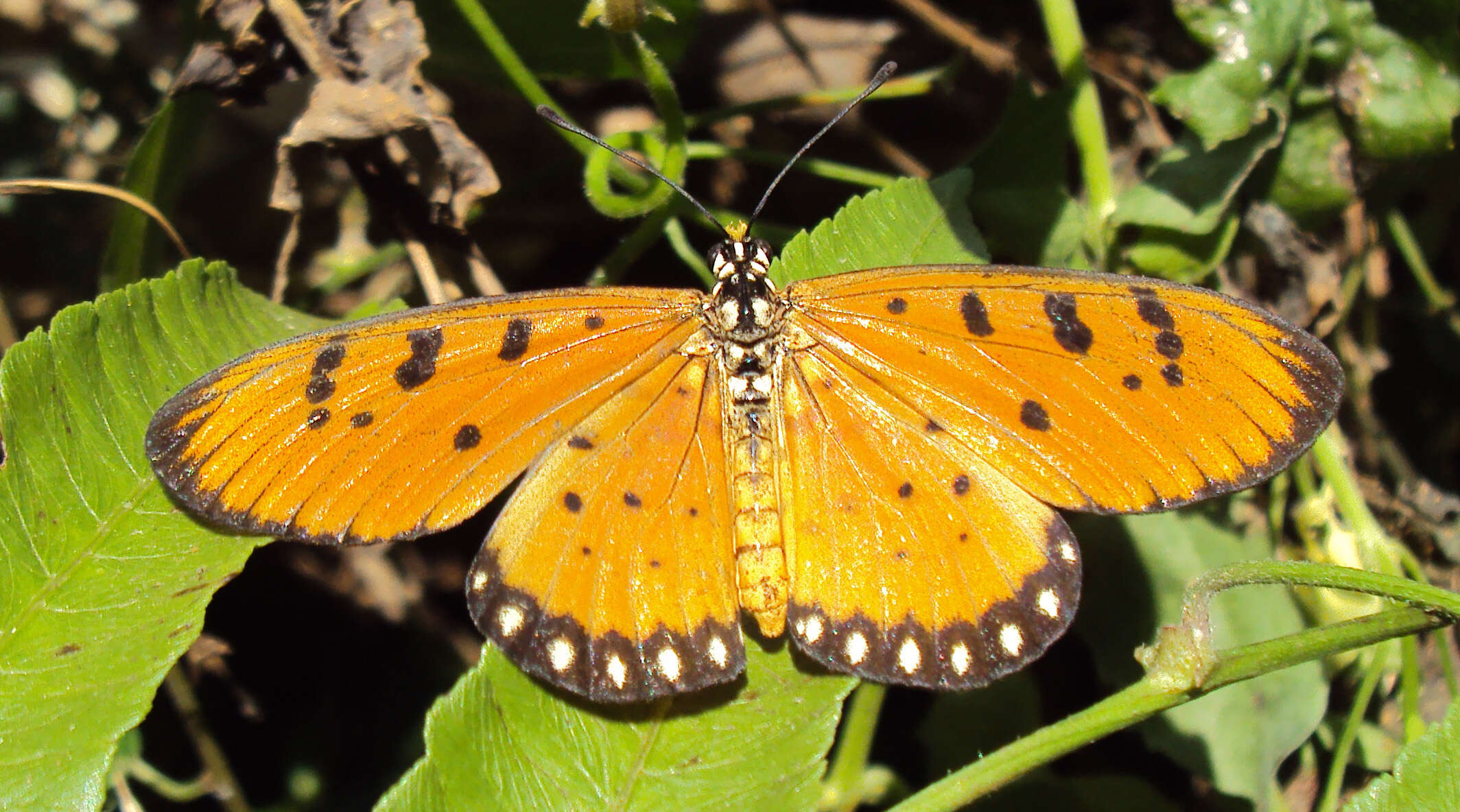 Image of Acraea terpsicore