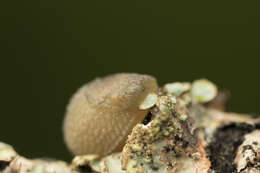 Image of Hedgehog arion