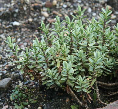 Image of Veronica pimeleoides subsp. pimeleoides