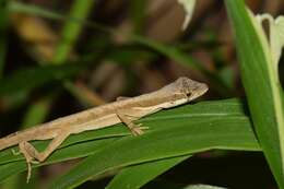 Image of Roof Anole