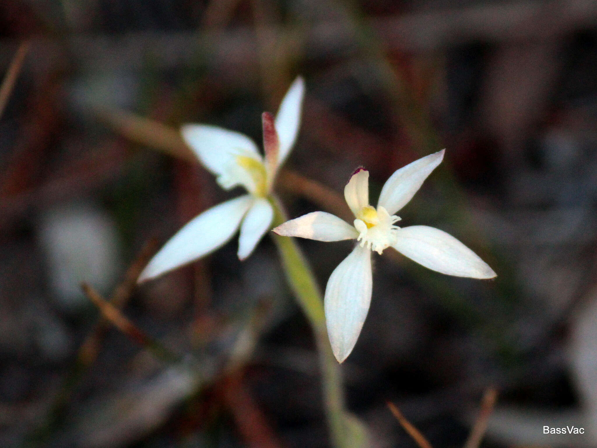 Image of Caladenia marginata Lindl.