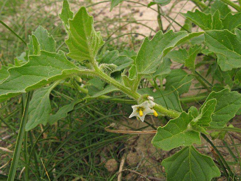 Imagem de Solanum physalifolium Rusby