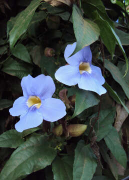 Image of Bengal clock vine