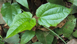 Image of Bengal clock vine