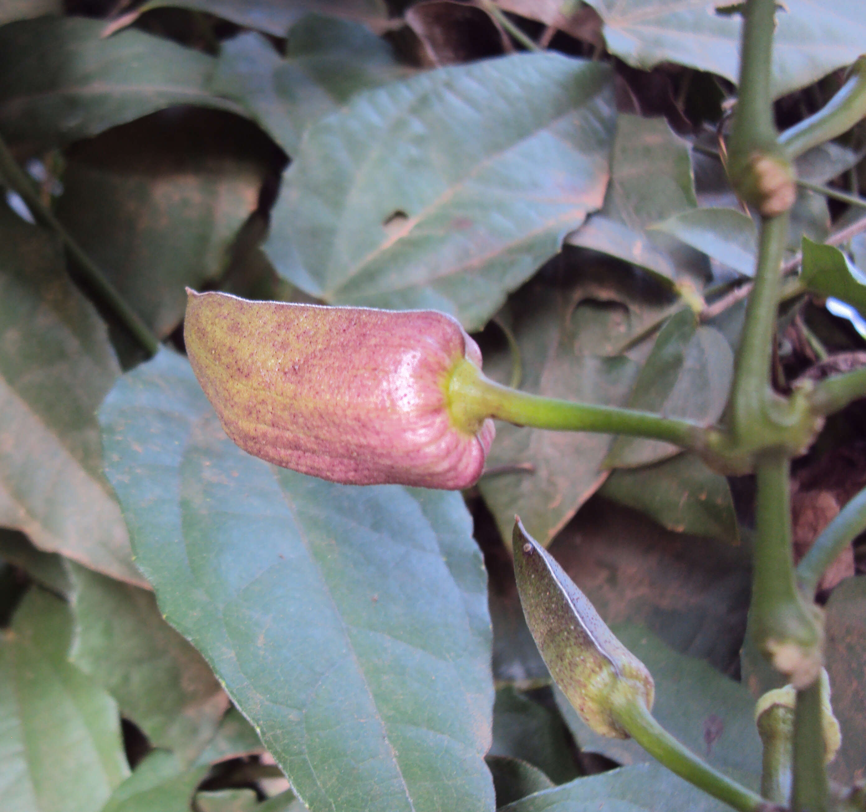 Image of Bengal clock vine