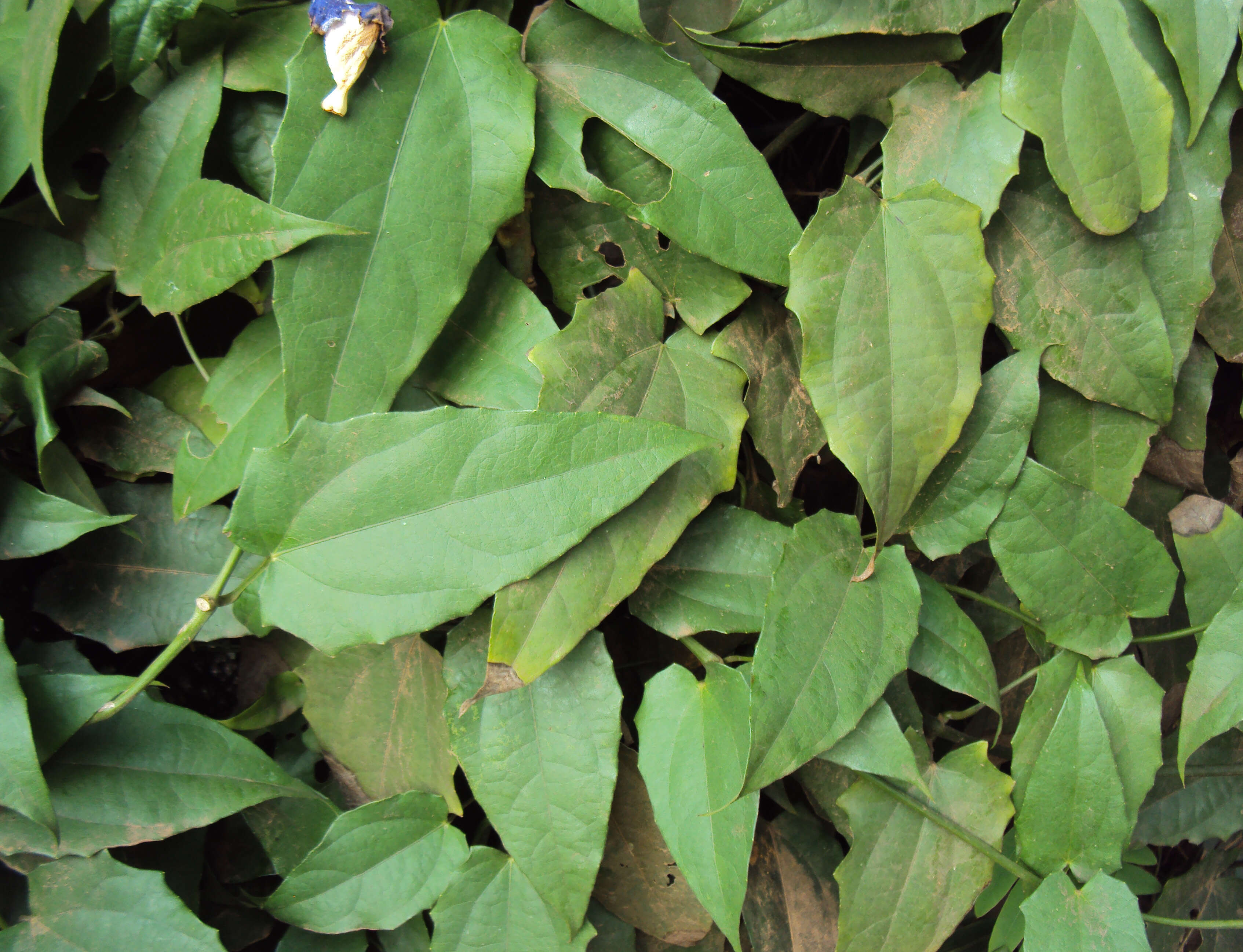 Image of Bengal clock vine