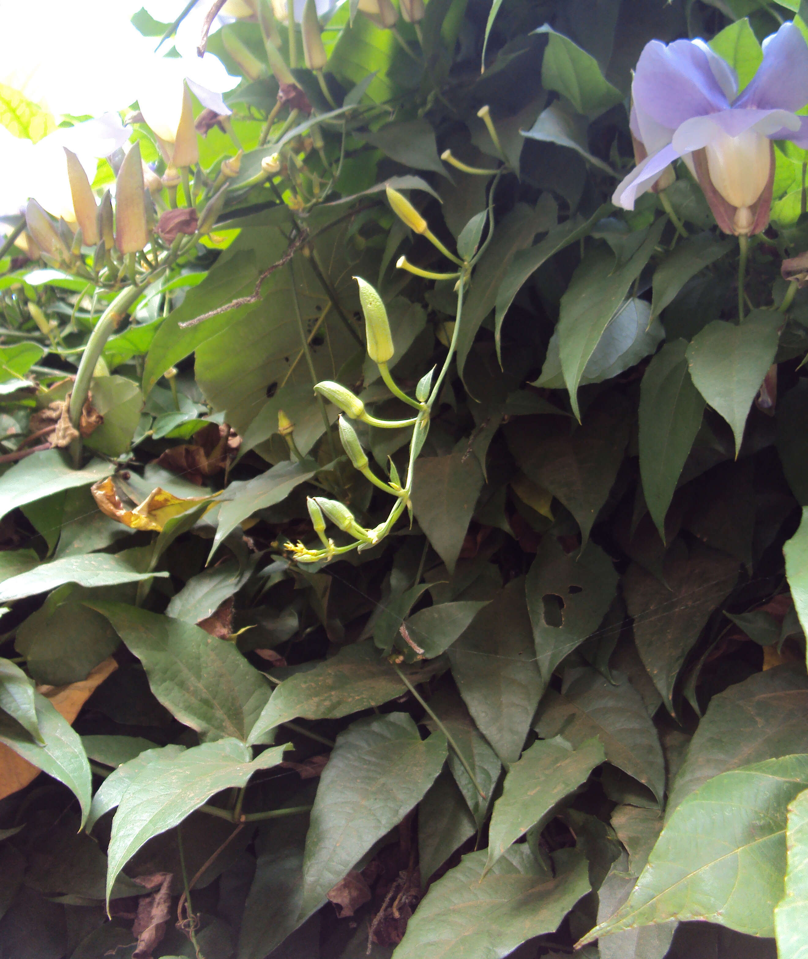 Image of Bengal clock vine