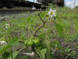 Image of hoe nightshade