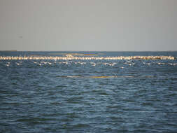 Image of American White Pelican