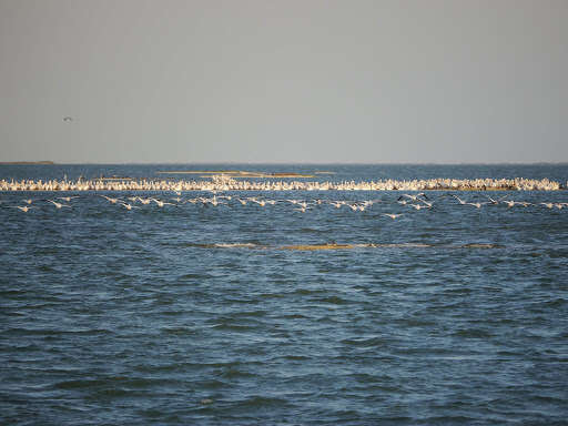 Image of American White Pelican