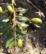 Image of Indian Mahogany