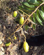 Image of Indian Mahogany