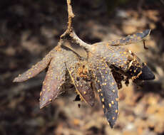 Image de Toona ciliata M. Roem.