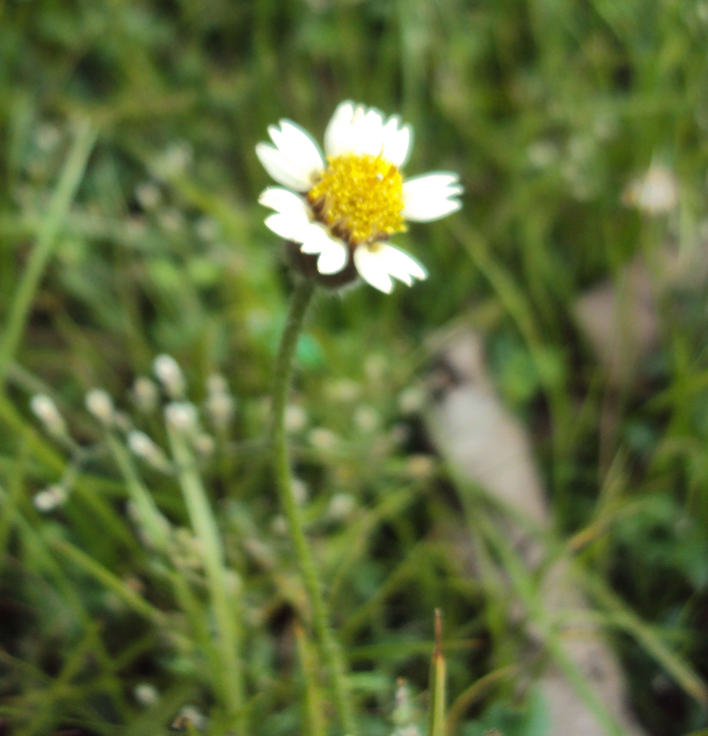 Image de Tridax procumbens L.