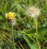 Image de Tridax procumbens L.