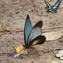 Image of Giant Blue Swallowtail