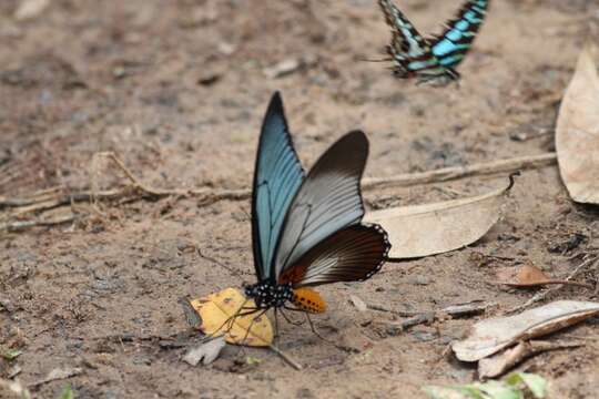 Image of Giant Blue Swallowtail