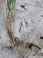 Image of autumn moor grass