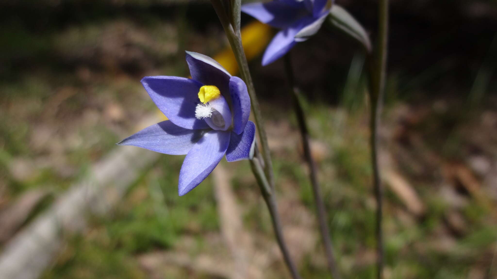 Image of Thelymitra truncata R. S. Rogers