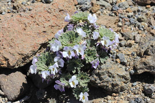 Слика од Viola blaxlandiae J. M. Watson & A. R. Flores