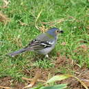 Image of Madeiran Chaffinch