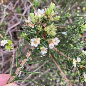 Image of Diosma subulata Wendl.