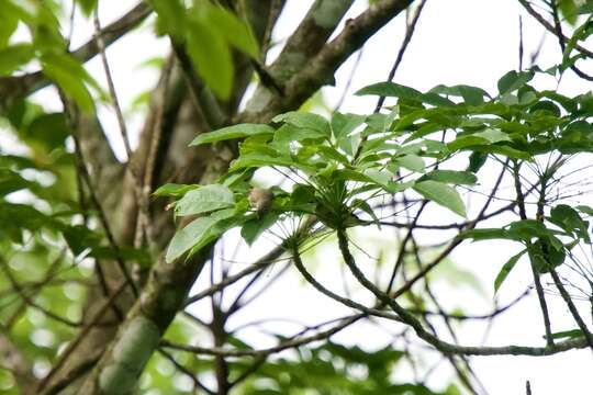 Image of Pygmy White-eye