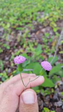 Imagem de Emilia sonchifolia var. sonchifolia