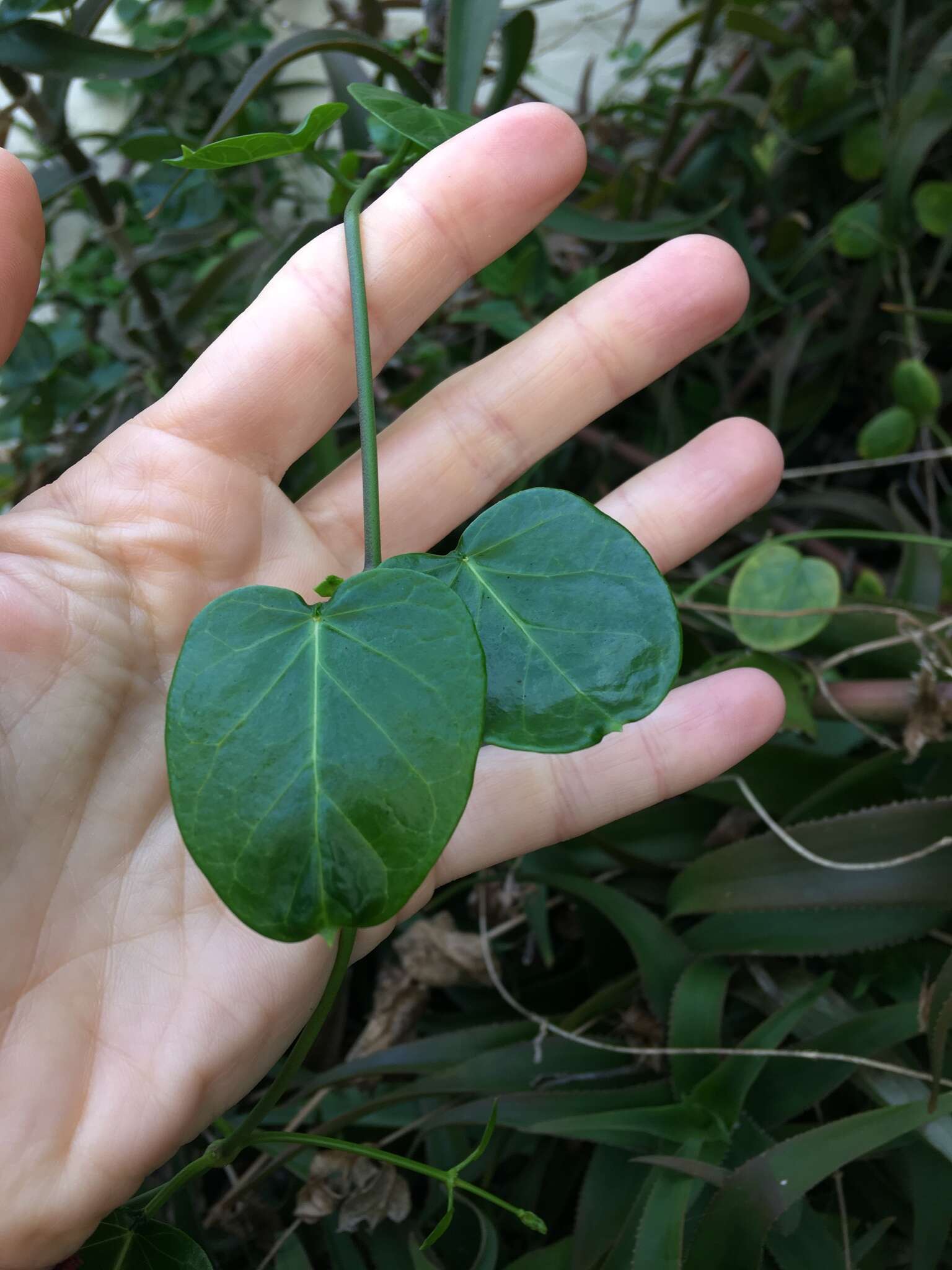 Image of Cynanchum obtusifolium L. fil.