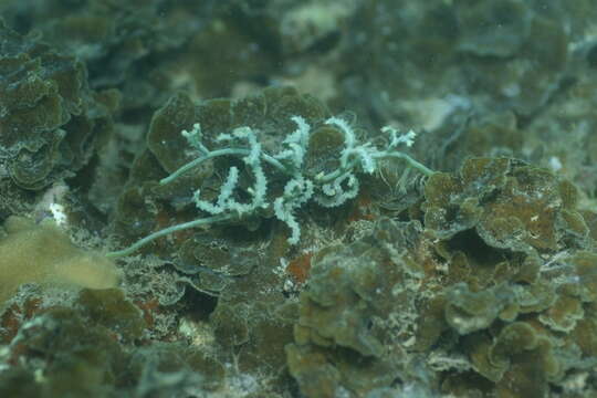 Image of Sawblade Caulerpa