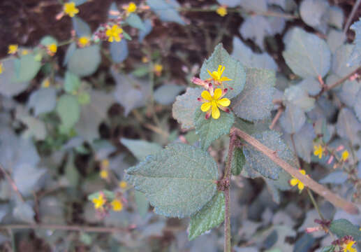 Imagem de Triumfetta rhomboidea Jacq.