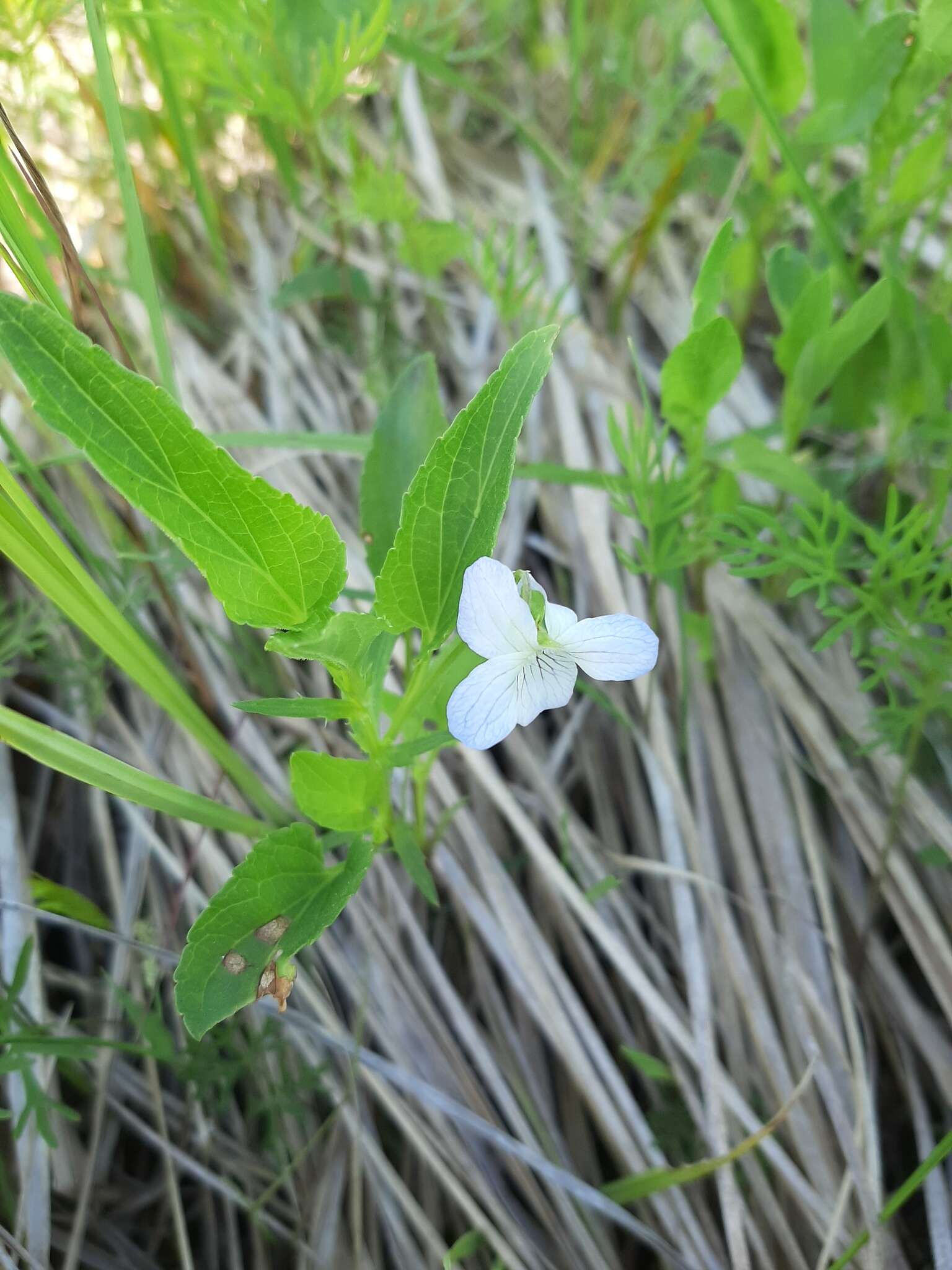 Image of Fen violet