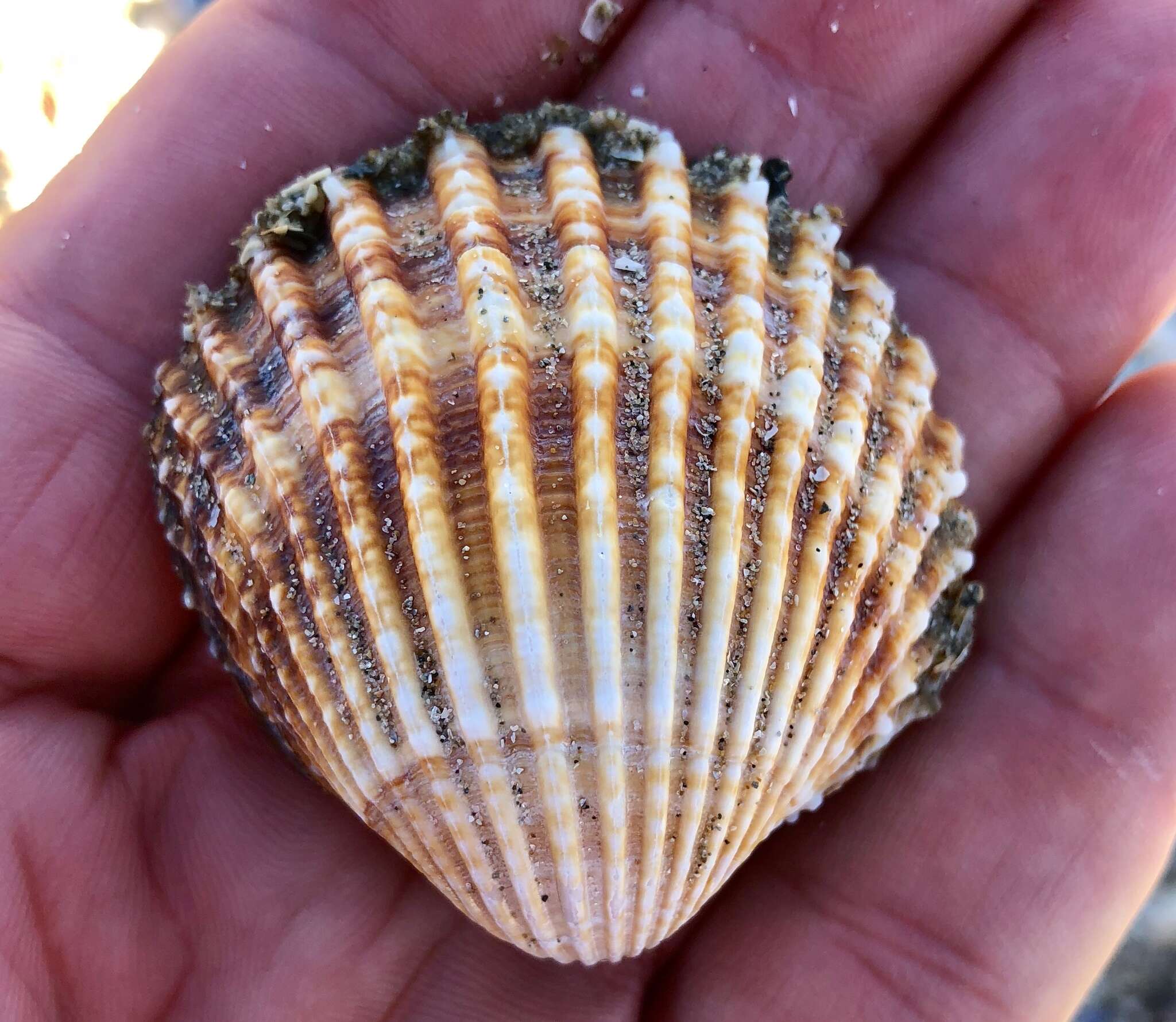 Image of Moroccan cockle