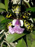 Image of Lady Ackland's Cattleya