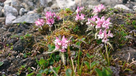 Слика од Pedicularis hirsuta L.