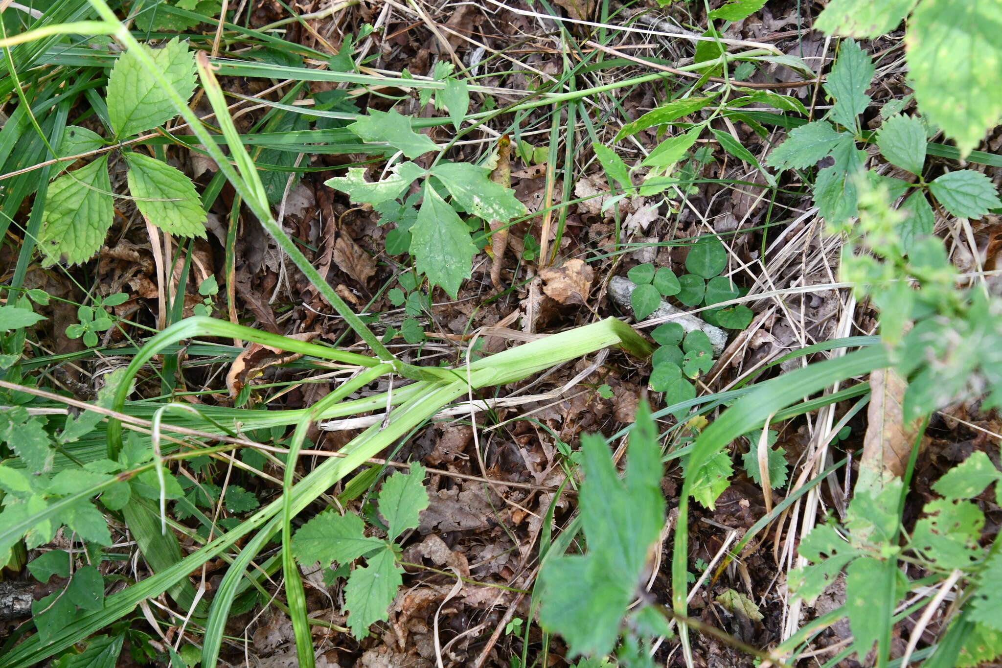 Image of Veratrum maackii Regel