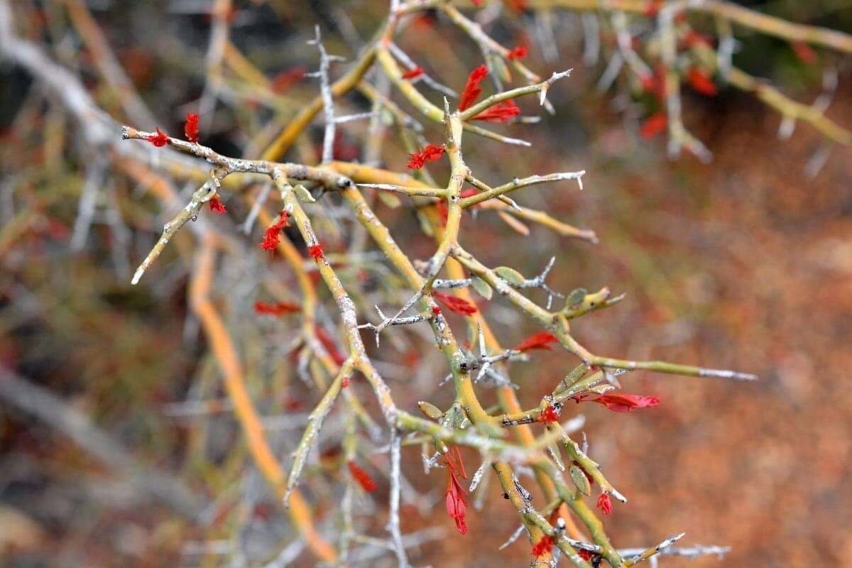 Image of bramble acacia