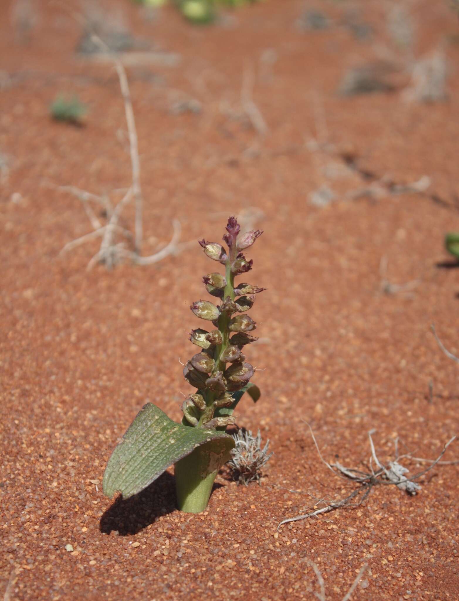 Image of Lachenalia valeriae G. D. Duncan