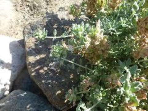 Image de Teucrium stocksianum Boiss.