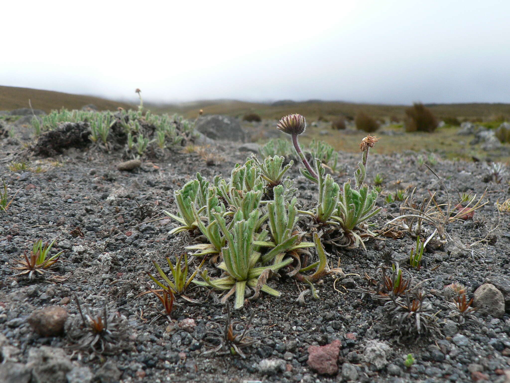 Image of Erigeron cardaminifolius (Kunth) Wedd.