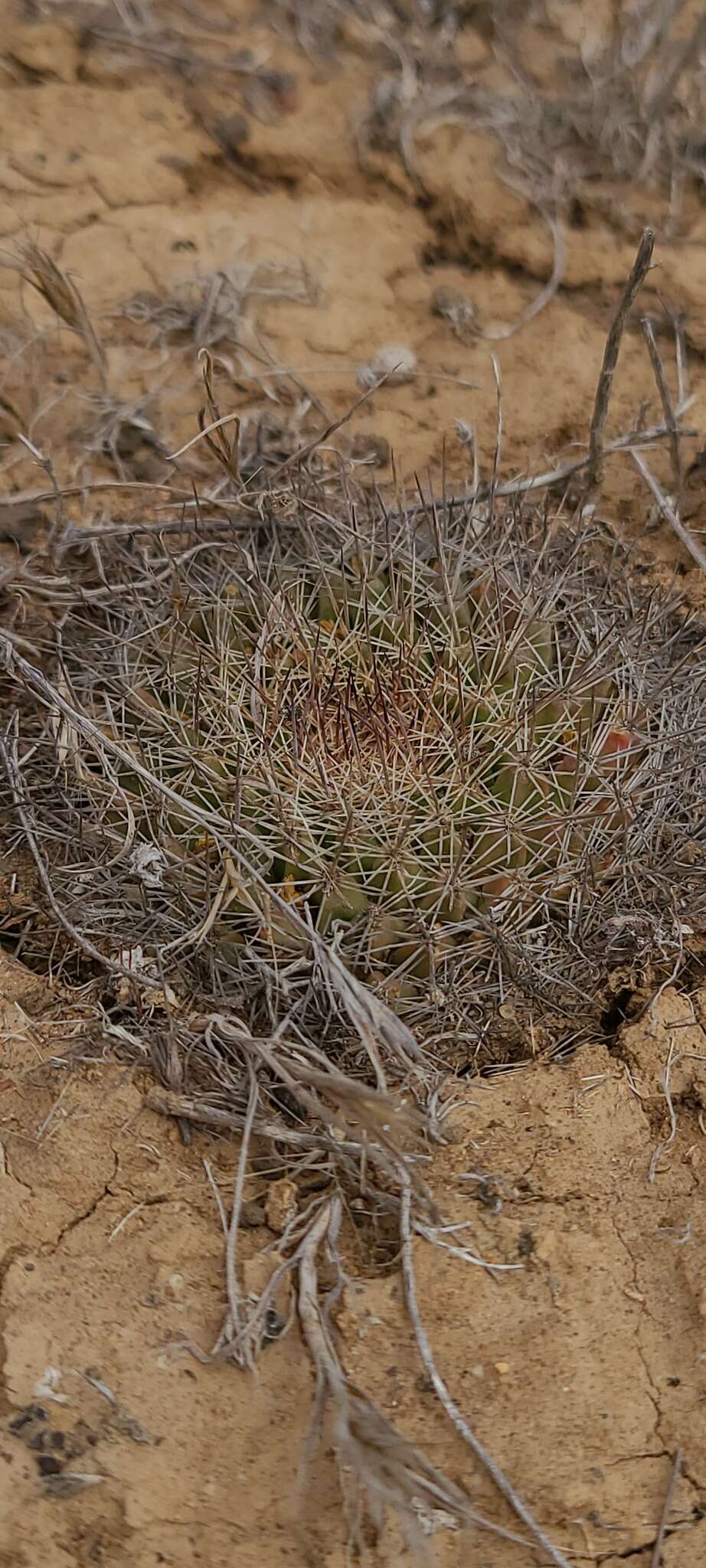 Image de Mammillaria brandegeei (J. M. Coult.) Engelm. ex K. Brandegee