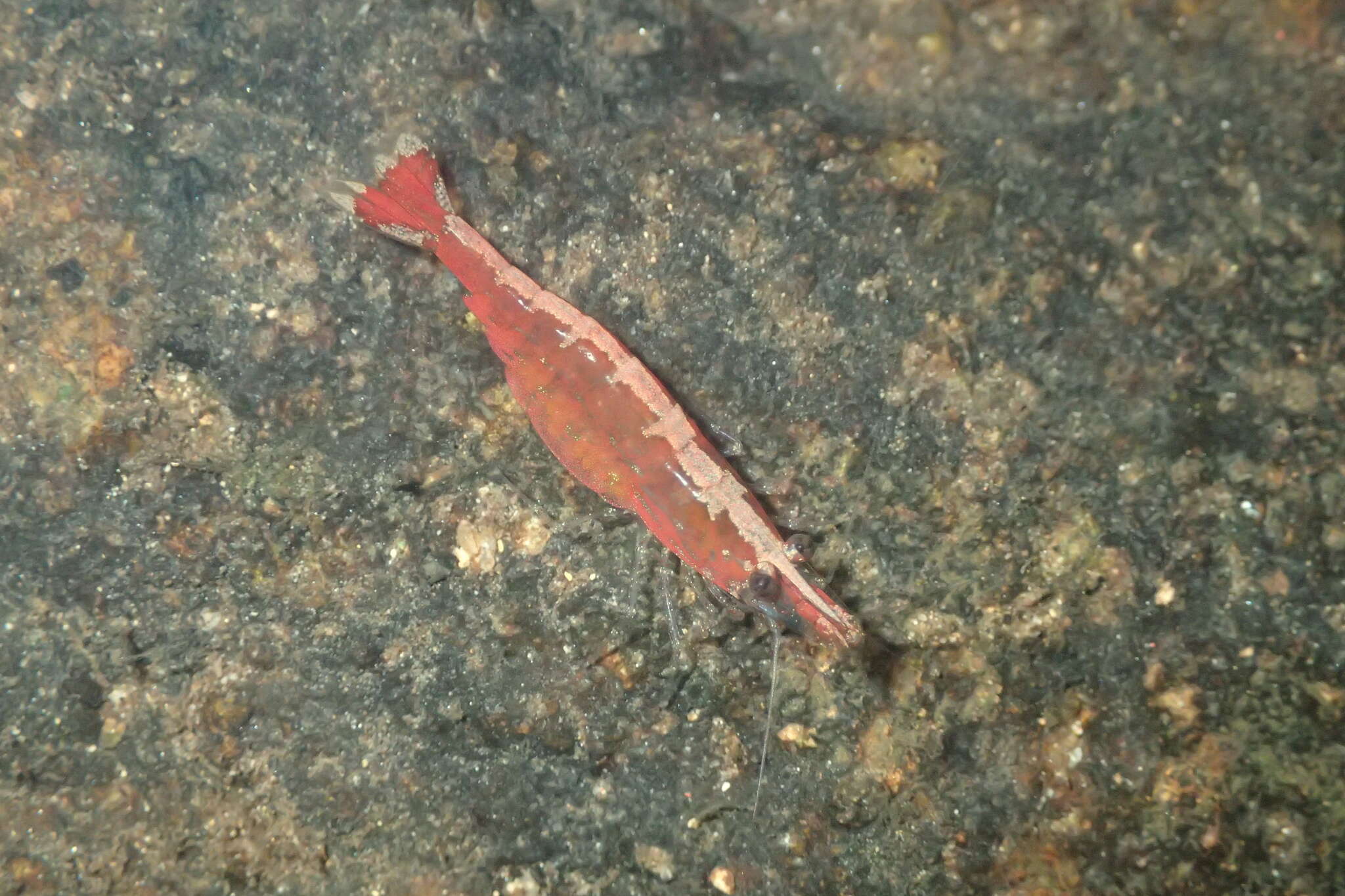 Image of <i>Caridina lanceifrons</i>