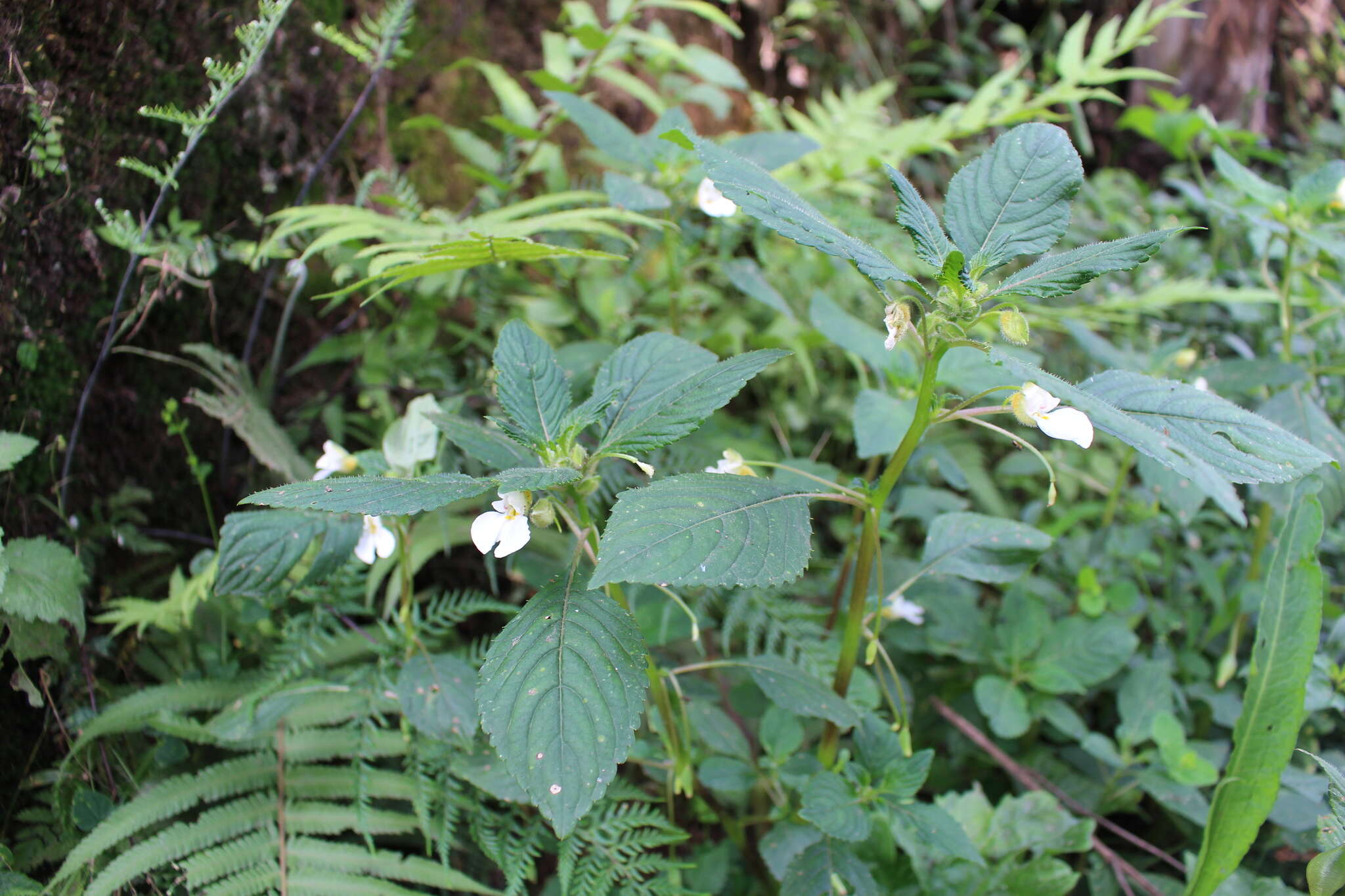 Impatiens burtonii Hook. fil. resmi