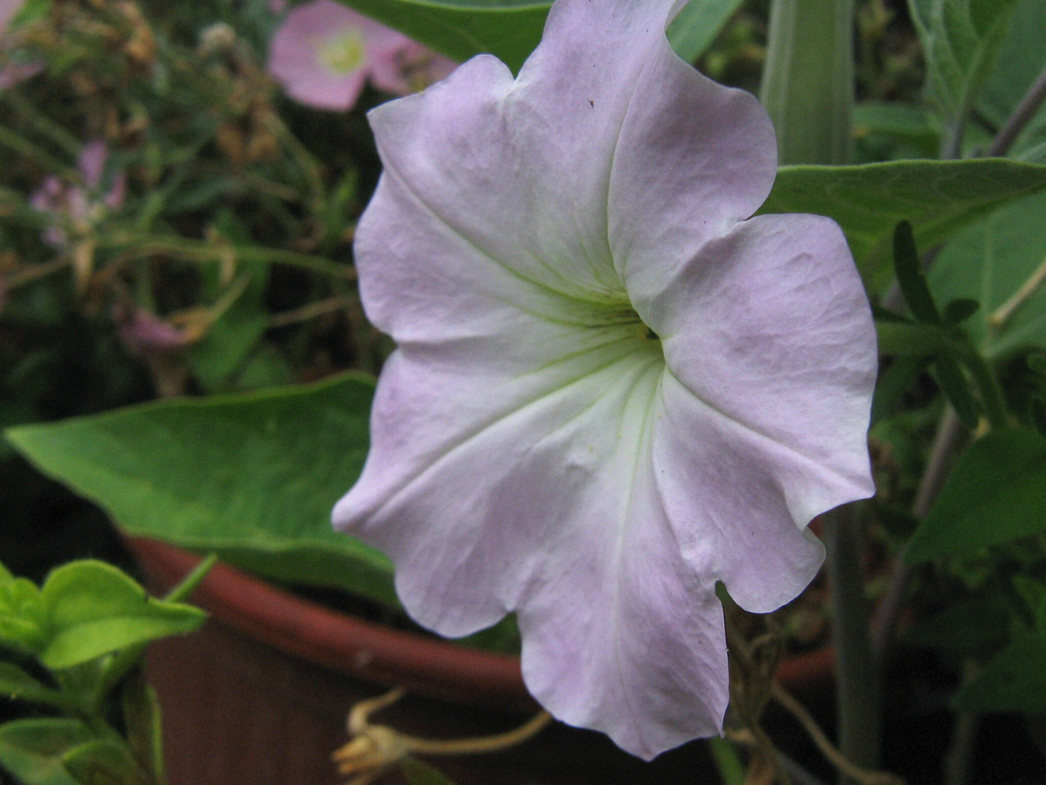 Image of petunia