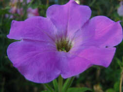 Image of petunia