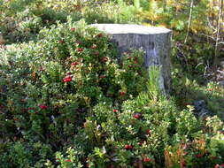 Image of lingonberry