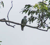 Image of Many-colored Fruit Dove